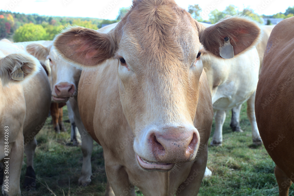 cow face close-up dairy farm agriculture bovine animal