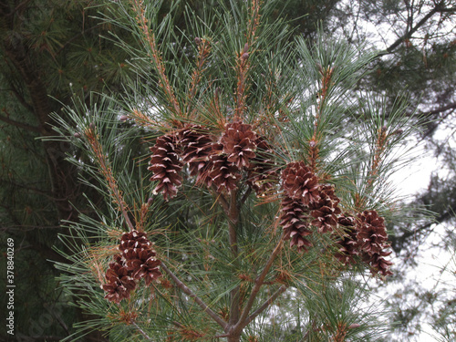 Pinecones on Pine Tree