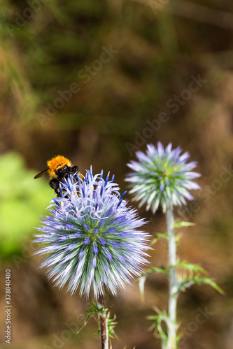 Bee on purple globe thistle in the forest