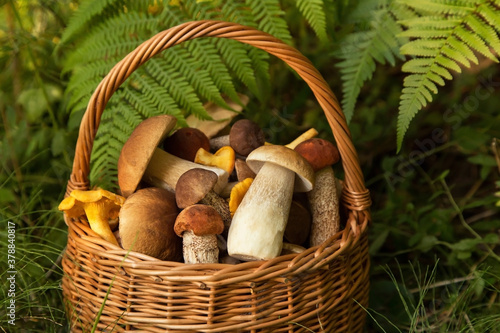 Freshly harvested edible forest wild porcini mushrooms in wicker basket in nature closeup