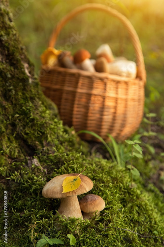 Edible porcini wild mushrooms in moss in autumn fall forest in sunlight closeup. Mushrooms in the basket