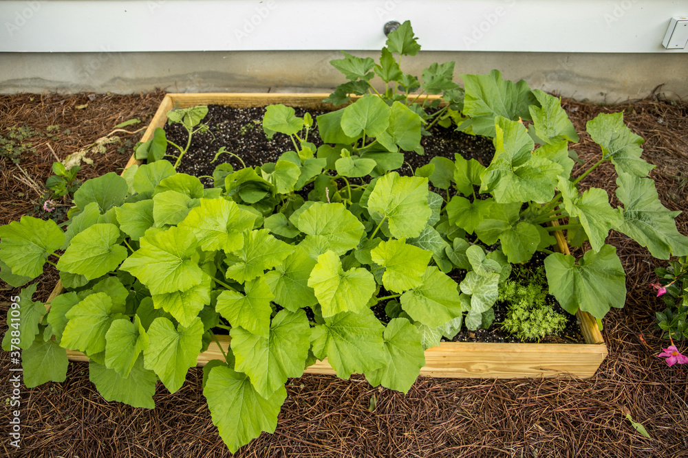 Squash plants growing in a home garden in a wood planter box Squash plants growing in a home garden in a wood planter box