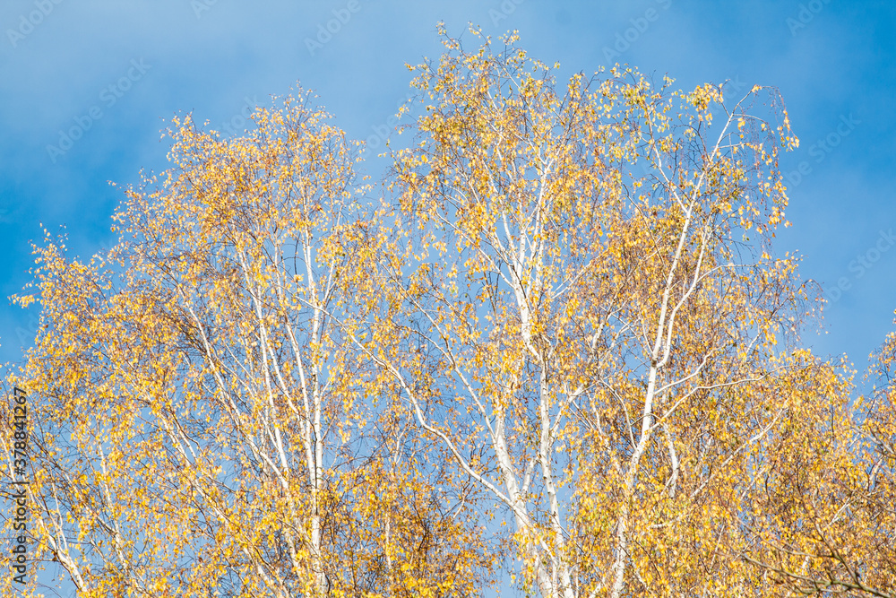 silver birch, Betula pendula, autumn leaf color silver birch, Betula pendula, autumn leaf color