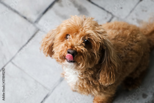 Cuadro en lienzo Hungry bichpoo dog outside begging for a treat from the owner and licking with her tongue