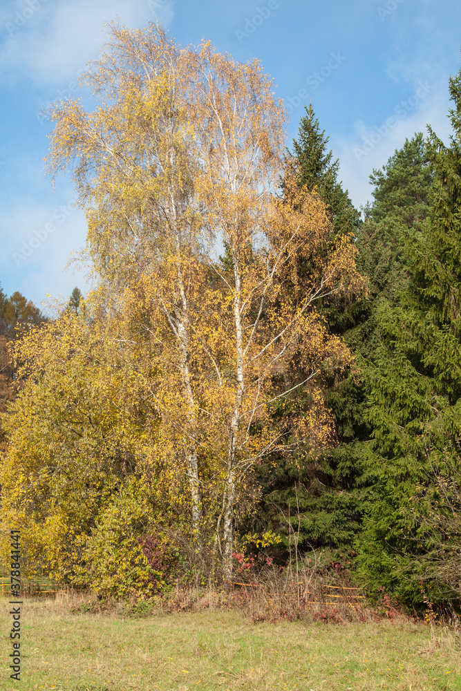 Fototapeta premium silver birch, Betula pendula, autumn leaf color