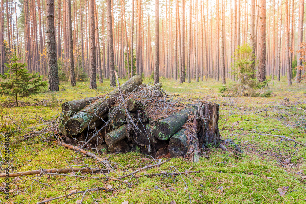 old logs stacked in the forest/old logs covered with moss stacked in the forest old logs stacked in the forest/old logs covered with moss stacked in the forest