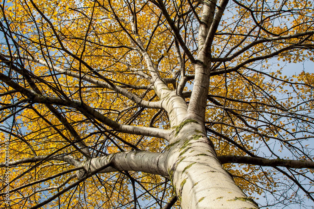 Fototapeta premium golden branches of poplar, colorful autumn leaves. Populus tremula, view into tree crown.