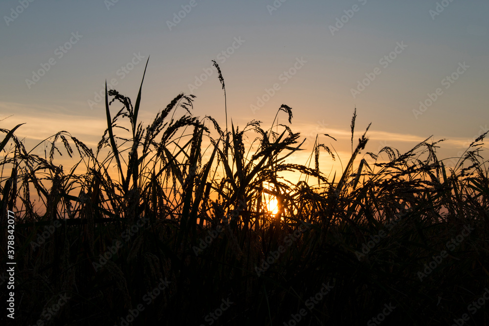 Obraz premium Paseando por los arrozales de Solla (Valencia-España)