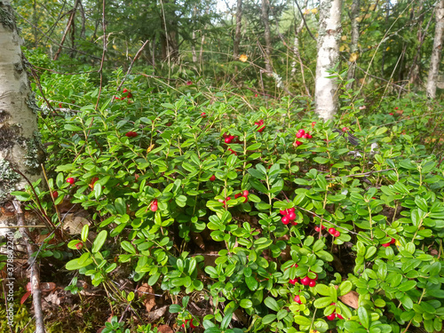 Cranberry Bushes in a Forest