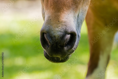 Nozdrza konia - Portret konia - nos, usta, chrapy
