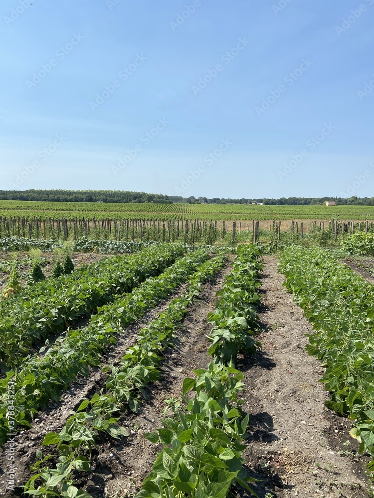 Potager et vignes en Gironde