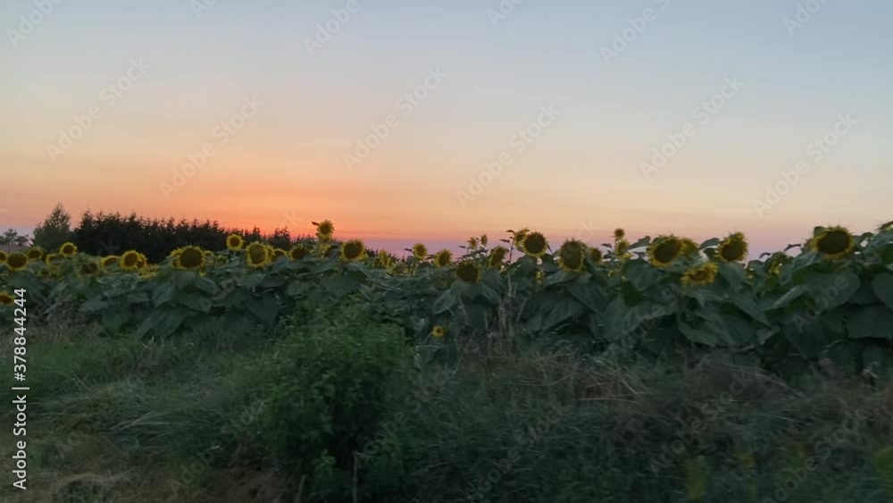 Coucher de soleil sur un champ de tournesol, Occitanie Coucher de soleil sur un champ de tournesol, Occitanie