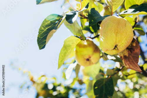 Juicy ripe apples on a branch - bright sunlight - summer garden