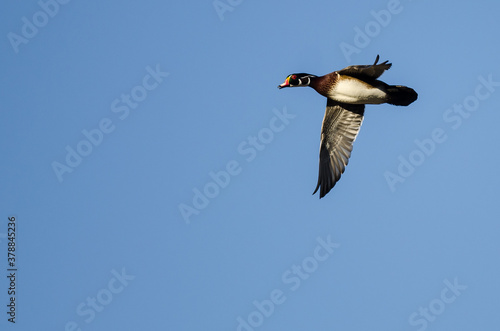 Wood Duck Flying in a Blue Sky