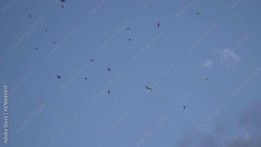 Many birds are flying in blue sky. Freedom concept Many birds are flying in blue sky. Freedom concept