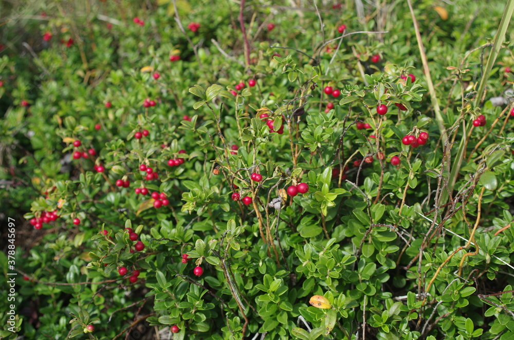 Lingonberry with green leaves. Bush of wild ripe cowberry in a forest. Red berries. 
