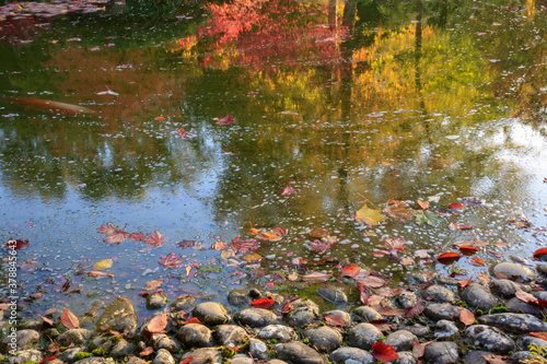 Fototapeta Naklejka Na Ścianę i Meble -  autumn leaves floating on the water at the pond of a lake with reflections of colorful autumn trees. 