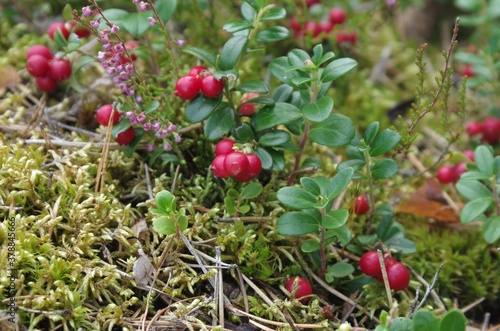 Lingonberry with green leaves. Bush of wild ripe cowberry in a forest. Red berries. 