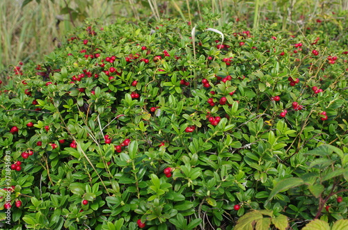 Lingonberry with green leaves. Bush of wild ripe cowberry in a forest. Red berries. 
