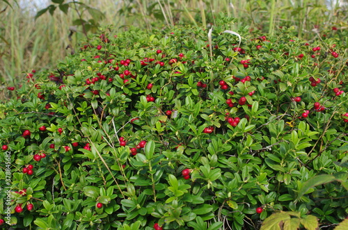 Lingonberry with green leaves. Bush of wild ripe cowberry in a forest. Red berries. 