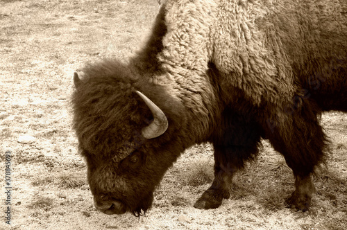 American bison (Bison bison) grazing in the field, Virginia City, Madison County, Montana, USA photo