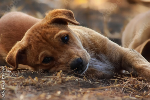 Wallpaper Mural A cute innocent puppy Torontodigital.ca