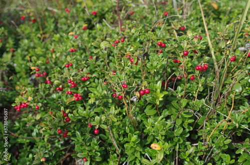 Lingonberry with green leaves. Bush of wild ripe cowberry in a forest. Red berries. 