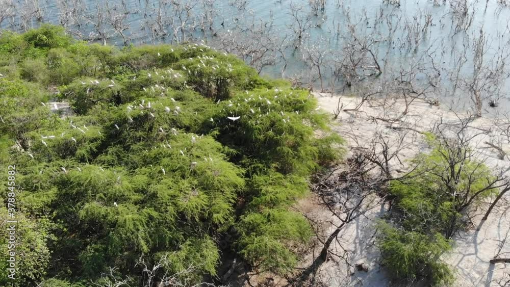 Aerial drone round panoramic fly over the lake and trees with flock of white herons, Enriquillo, Dominican Republic Aerial drone round panoramic fly over the lake and trees with flock of white herons, Enriquillo, Dominican Republic