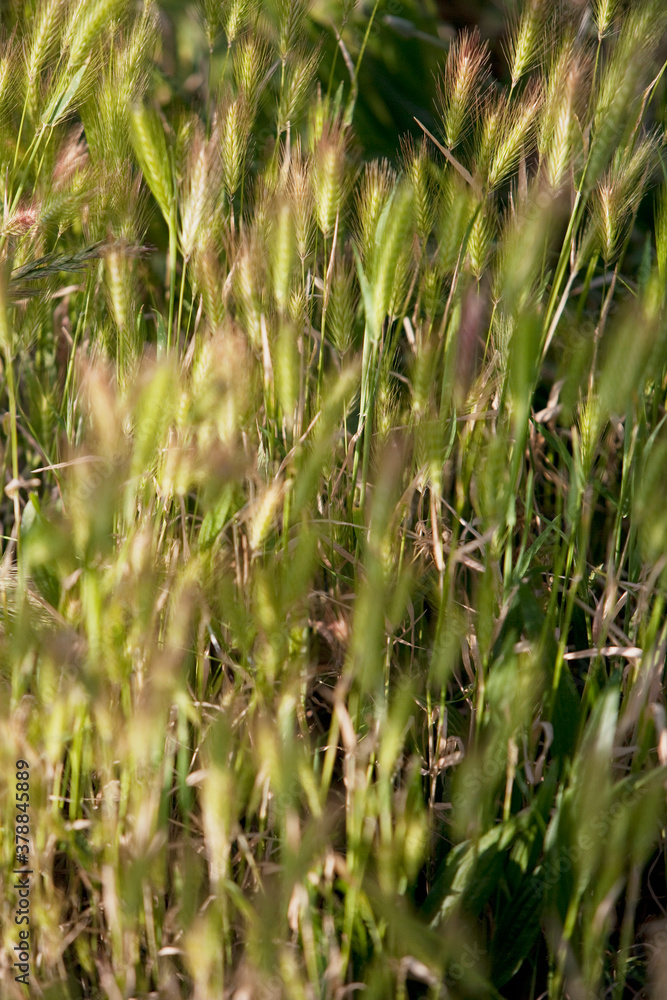 Wheat crop in a field, Napa Valley, California, USA Wheat crop in a field, Napa Valley, California, USA
