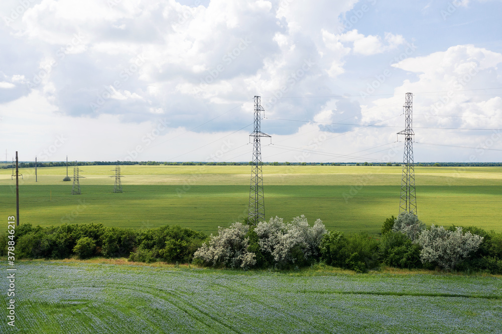 Fototapeta premium Blooming flax. Field with furrows. Blue flax flowers in field on green background with bird's-eye view. Concept of eco-friendly agriculture