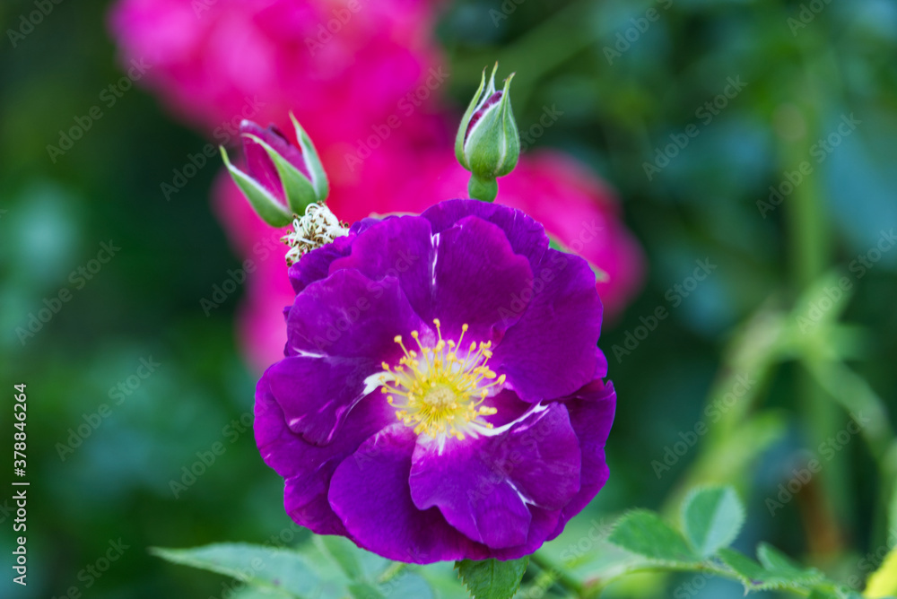 pink and purple flowers