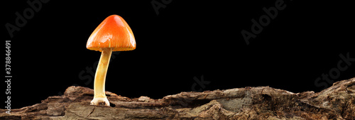 Orange and yellow mushroom on old wooden log isolated on black. photo