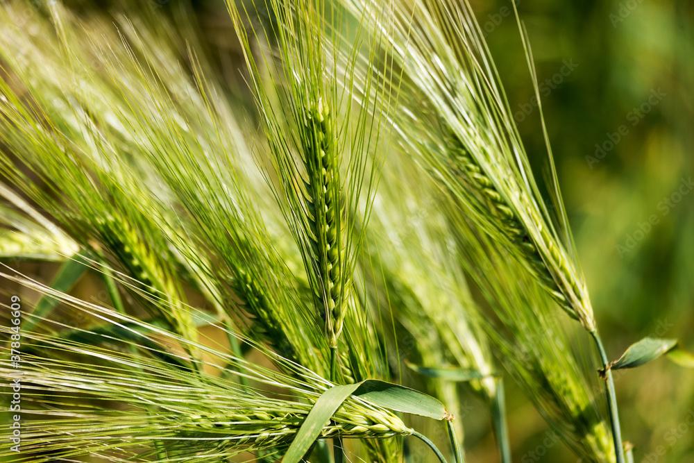 Green wheat grass. The leading source of vegetal protein. Summer wheat. Wheat ears growing on field. Farm field on summer landscape. Wheat cultivation. Organic agriculture and farming Green wheat grass. The leading source of vegetal protein. Summer wheat. Wheat ears growing on field. Farm field on summer landscape. Wheat cultivation. Organic agriculture and farming