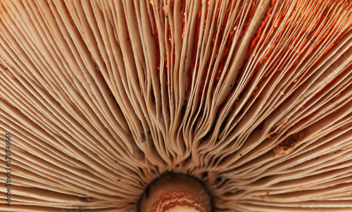 Photo Close up of a brown mushroom showing the mushrooms gills.