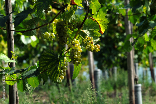 A selective focus shot of white grapes in a vineyard - Stockphoto
