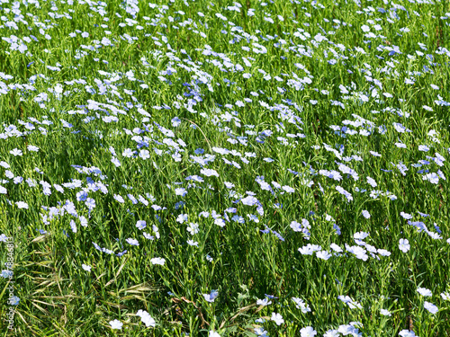 Blooming flax. Field with furrows. Blue flax flowers in field on green background with bird's-eye view. Concept of eco-friendly agriculture