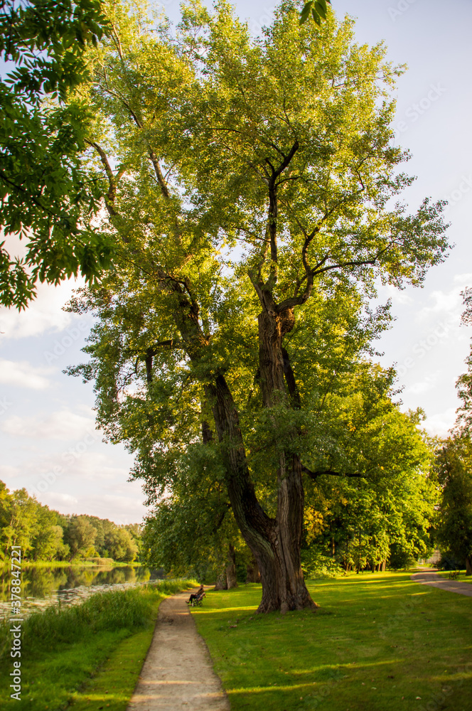 Duże drzewo w parku nad brzegiem rzeki 