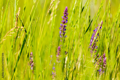 Selective focus, beautiful background of lilac wild flowers on a blurred background of green grass. Wildflowers, meadow grasses. Grasses, fields © Elena