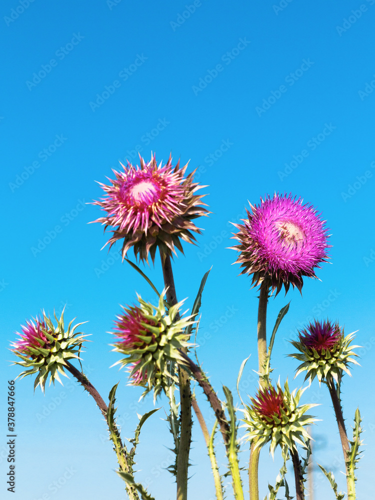 Beautiful flower of purple thistle. Pink flowers of burdock burdock. Burdock thorny flower close-up. Flowering thistle or milk thistle. Herbaceous plants 