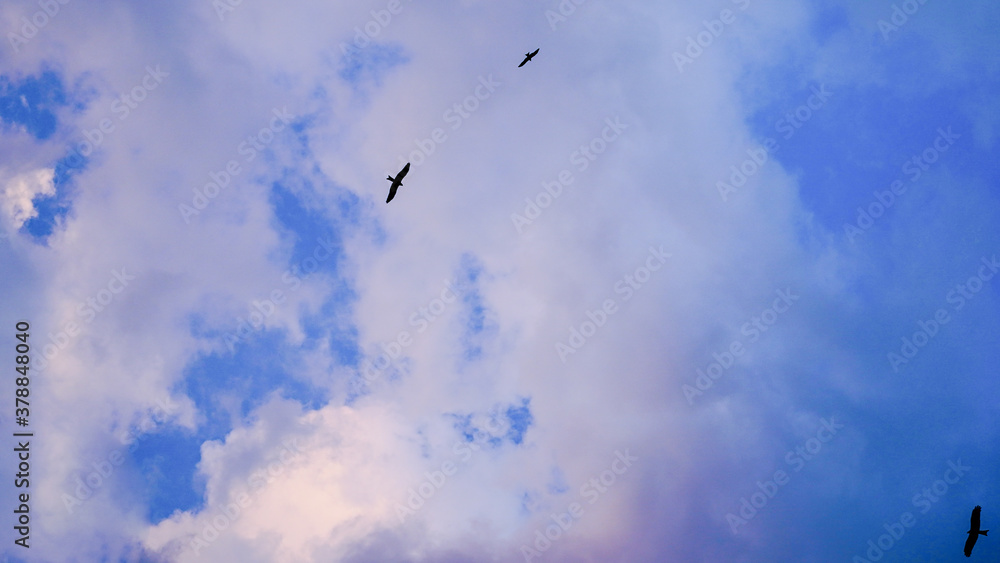 Birds flying below the clouds and blue sky