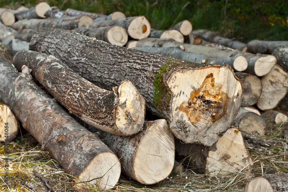 The felled trees lie on the ground. Logs close up on a pile on a forest background. The concept of illegal deforestation and environmental protection. The felled trees lie on the ground. Logs close up on a pile on a forest background. The concept of illegal deforestation and environmental protection.