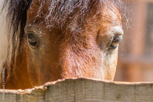 Portret konia - głowa konia - zwierzę domowe #378848092