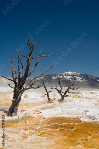 Dead trees on a landscape, Angel Terrace, Mammoth Hot Springs, Yellowstone National Park, Wyoming, USA