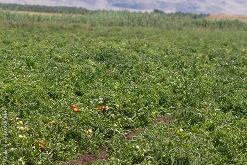 Field of tomato's.