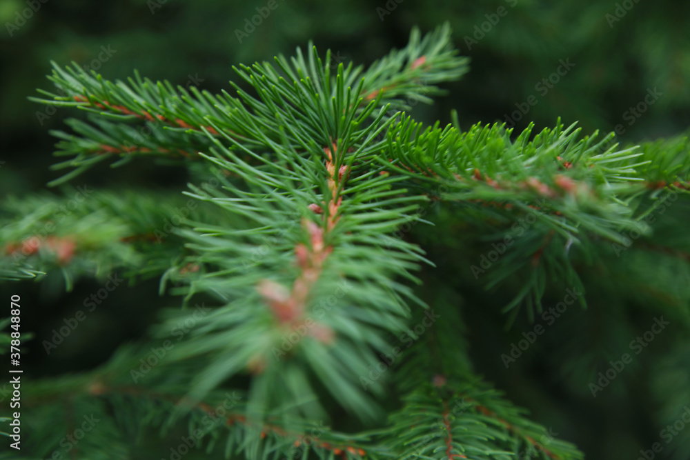 New Year's evergreen tree. Macro shot of a spruce branch.
