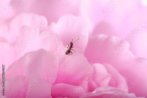 Close-up of an ant on a petal of flower