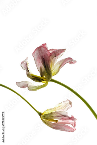 Fototapeta Naklejka Na Ścianę i Meble -  Close-up of dry flowers