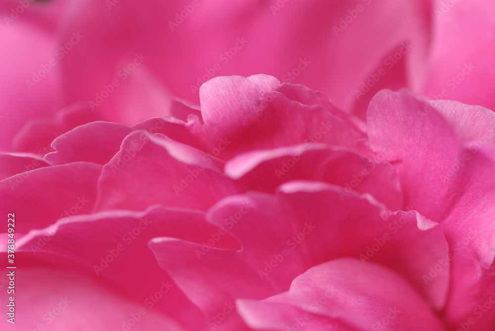 Close-up of flower petals
