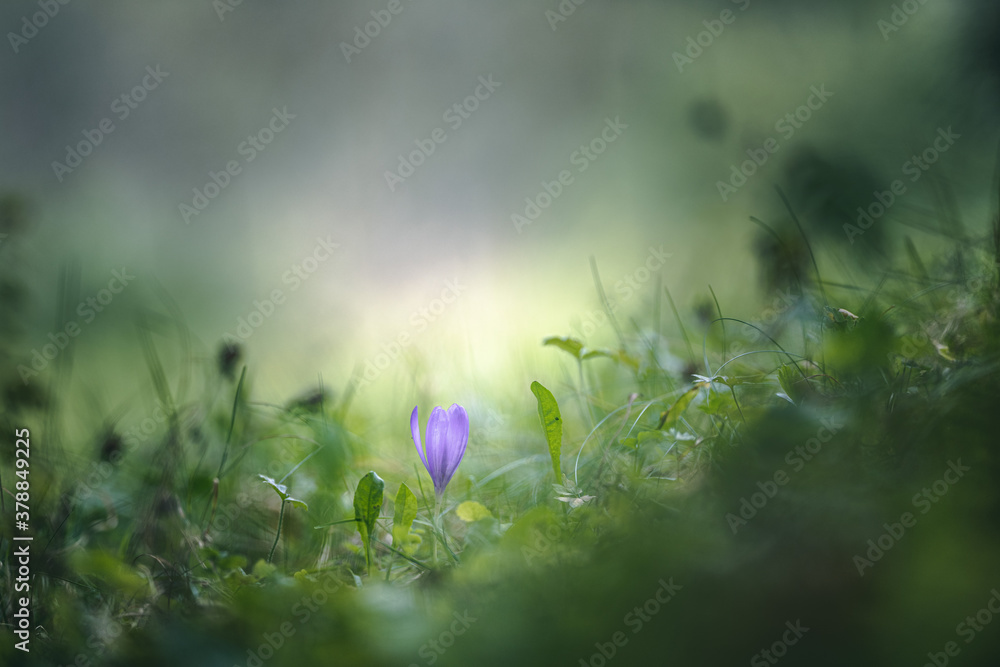 Fototapeta premium Crocus flower in the grass soft focus