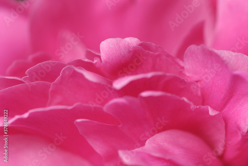 Close-up of flower petals